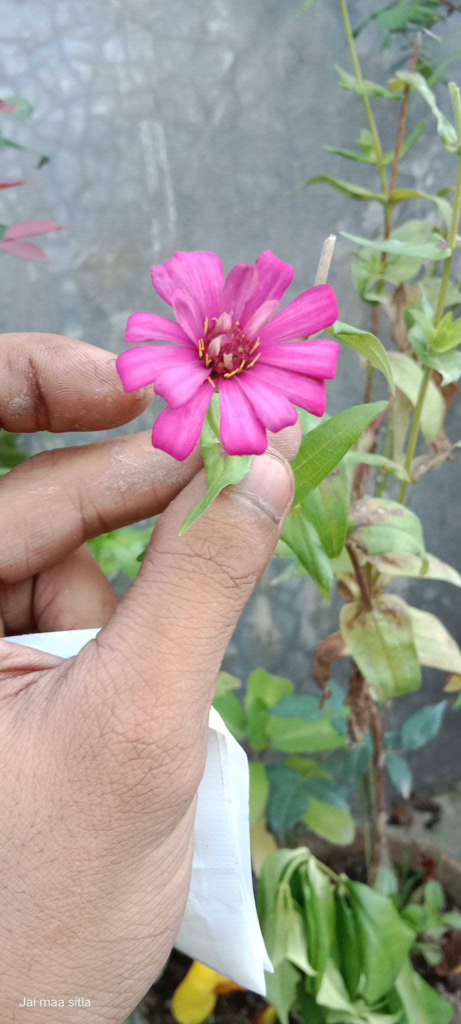 Identify the flower plant????🤔🤔🤔