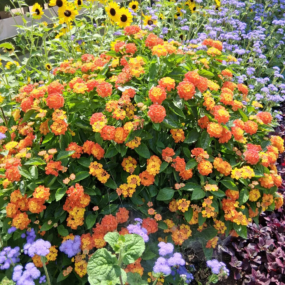 Cherry sunrise bandana lantana hanging baskets