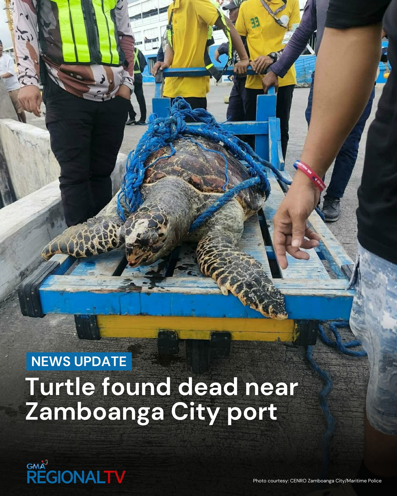 NEWS UPDATE: A Hawksbill turtle,... - GMA Regional TV News | Facebook