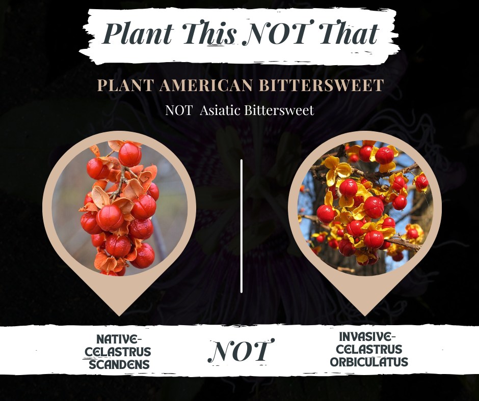 Rewild - 🍂 Plant This, NOT That: 🍂 Not all “bittersweet” vines are ...