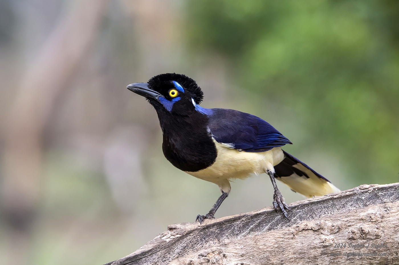 Plush-crested Jay (Cyanocorax chrysops) South America, Brazil