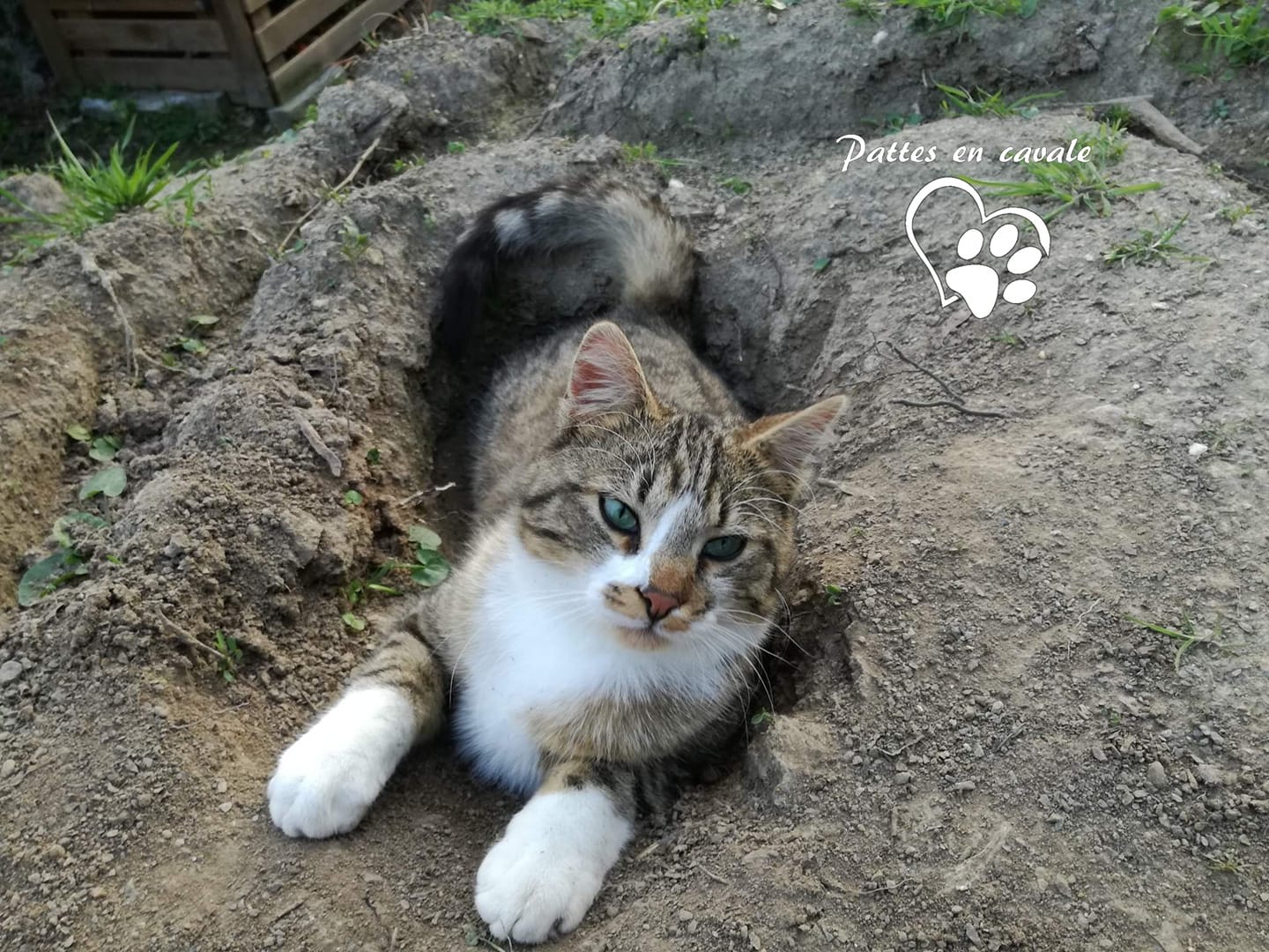 Perdu Chocapic Chat Tigre Et Blanc Pattes En Cavale 44 Facebook