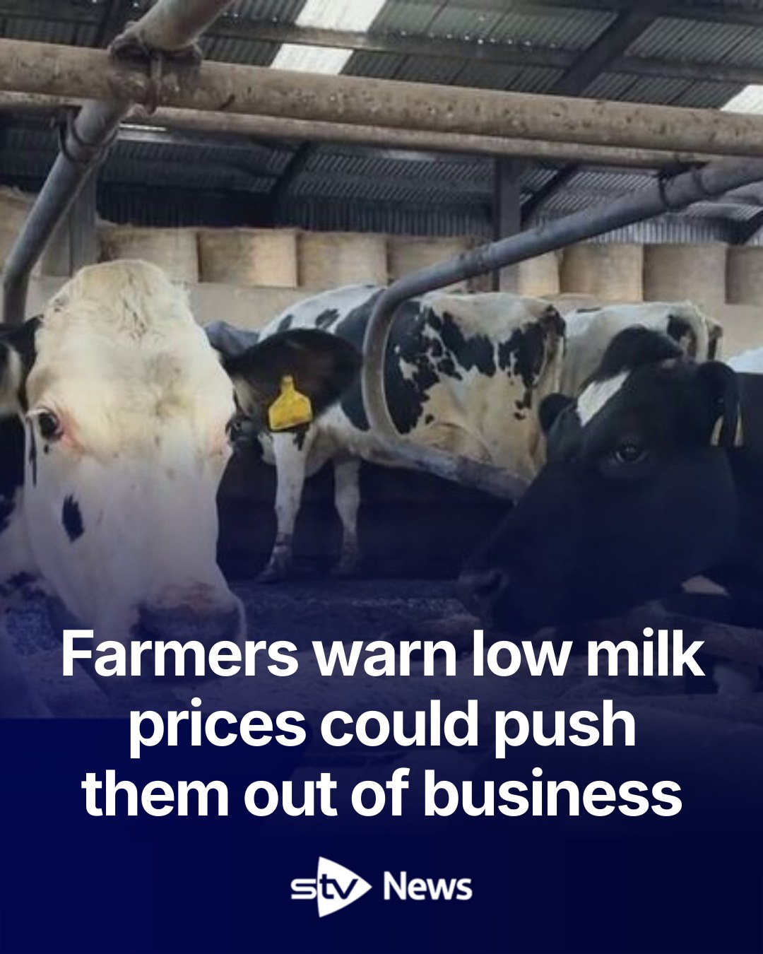 STV - Farmers across the North East are warning that falling milk ...