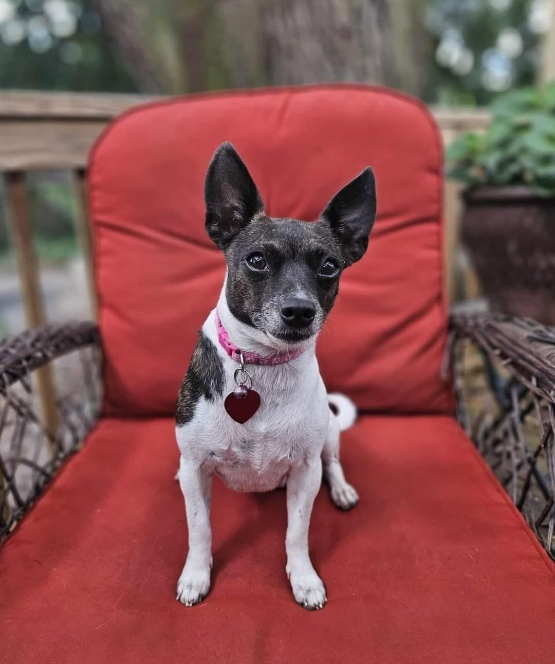 A Place - *LOCAL ADOPTION ONLY - Within a one hour drive to Pensacola ...