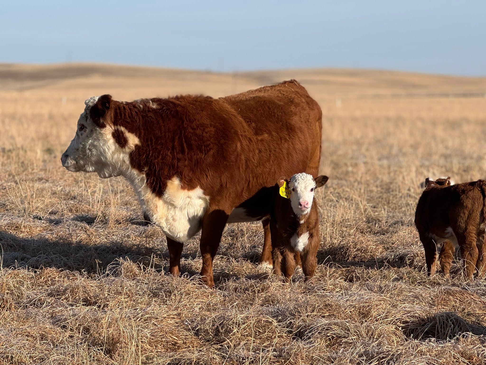 Cooper Hereford Ranch added a new... - Cooper Hereford Ranch