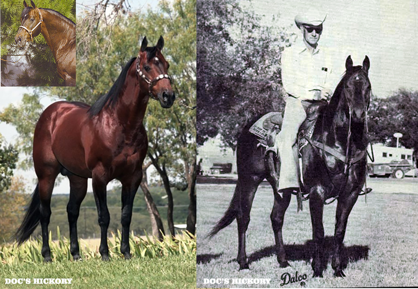 RDVideo - DOC'S HICKORY - 1973 ( Doc Bar x Miss Chickasha) photo Dalco ...