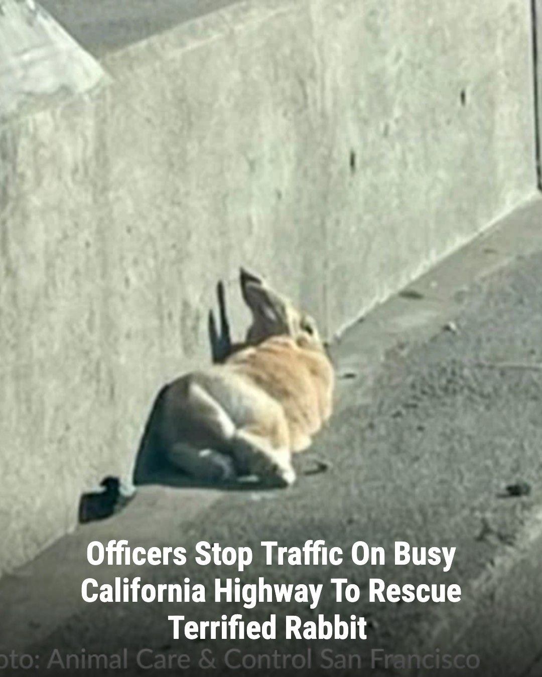 Petdoof - A terrified pet rabbit was found clinging to a concrete ...