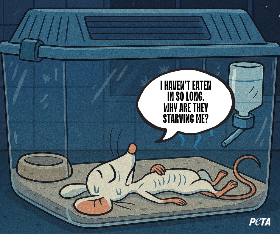 PETA UK - UK law requires animals in laboratories to... | Facebook
