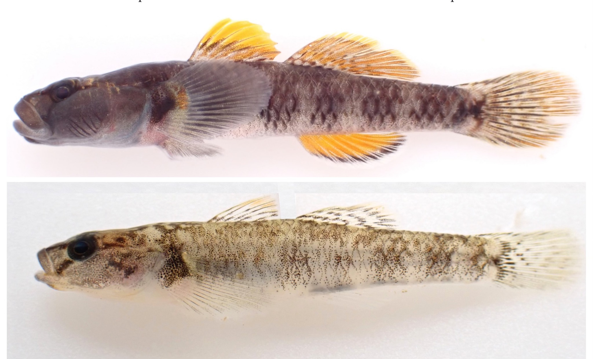 Fish - 𝑅ℎ𝑖𝑛𝑜𝑔𝑜𝑏𝑖𝑢𝑠 𝑠𝑒𝑥𝑖𝑠𝑡𝑟𝑖𝑎𝑡𝑢𝑠, a new species of freshwater goby, is ...