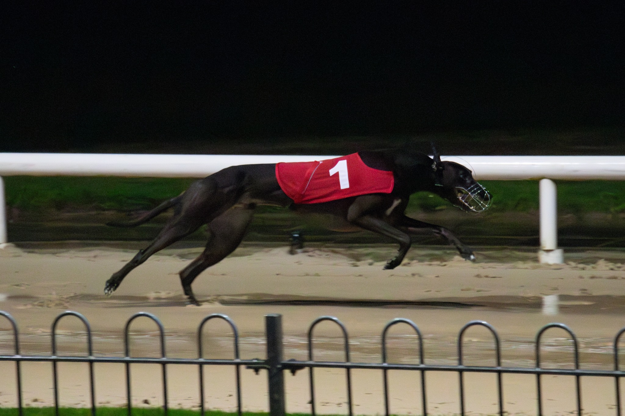 Greyhound Racing Ireland added... - Greyhound Racing Ireland
