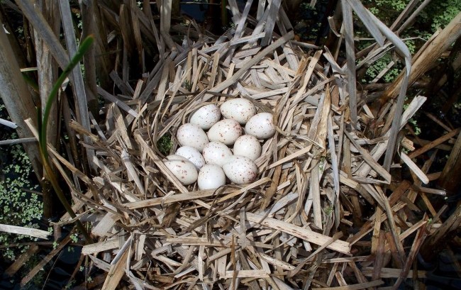 Found any eggs lately? All kinds of eggs are found in nature! www