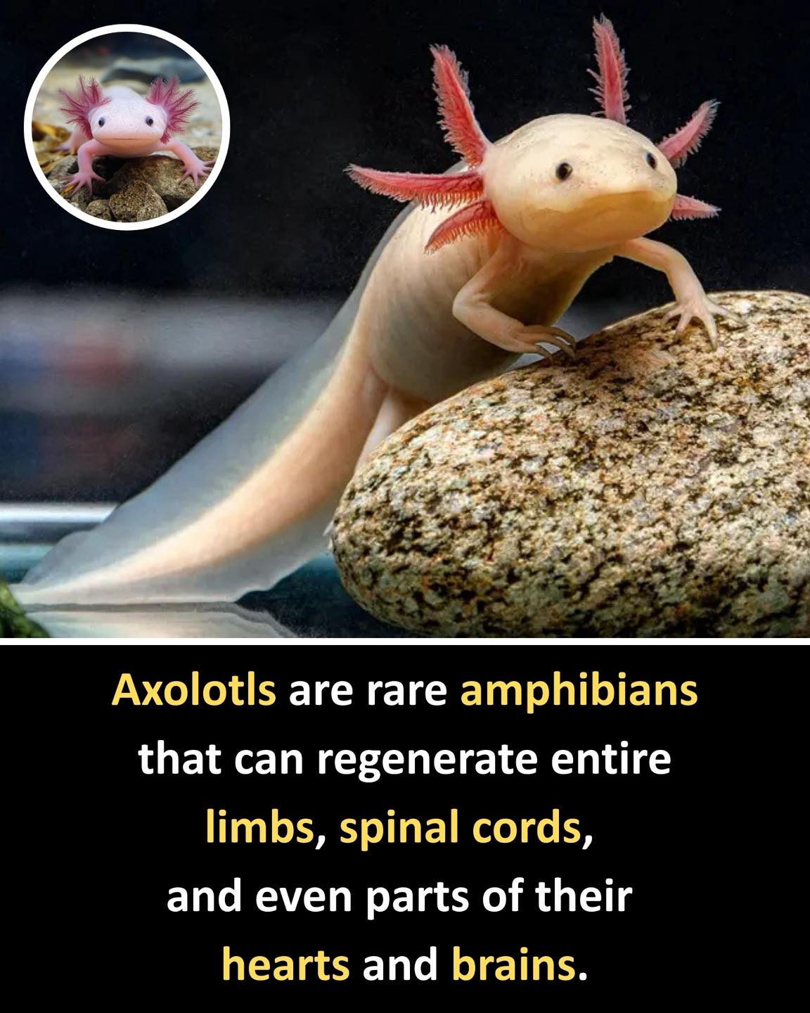The Knowledge - Axolotls are remarkable amphibians native to the lakes ...