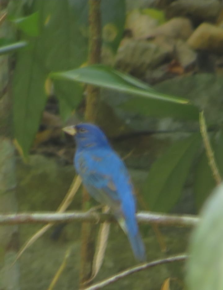 🐦 El colorín azul (Passerina cyanea)... - Biosphera Picture