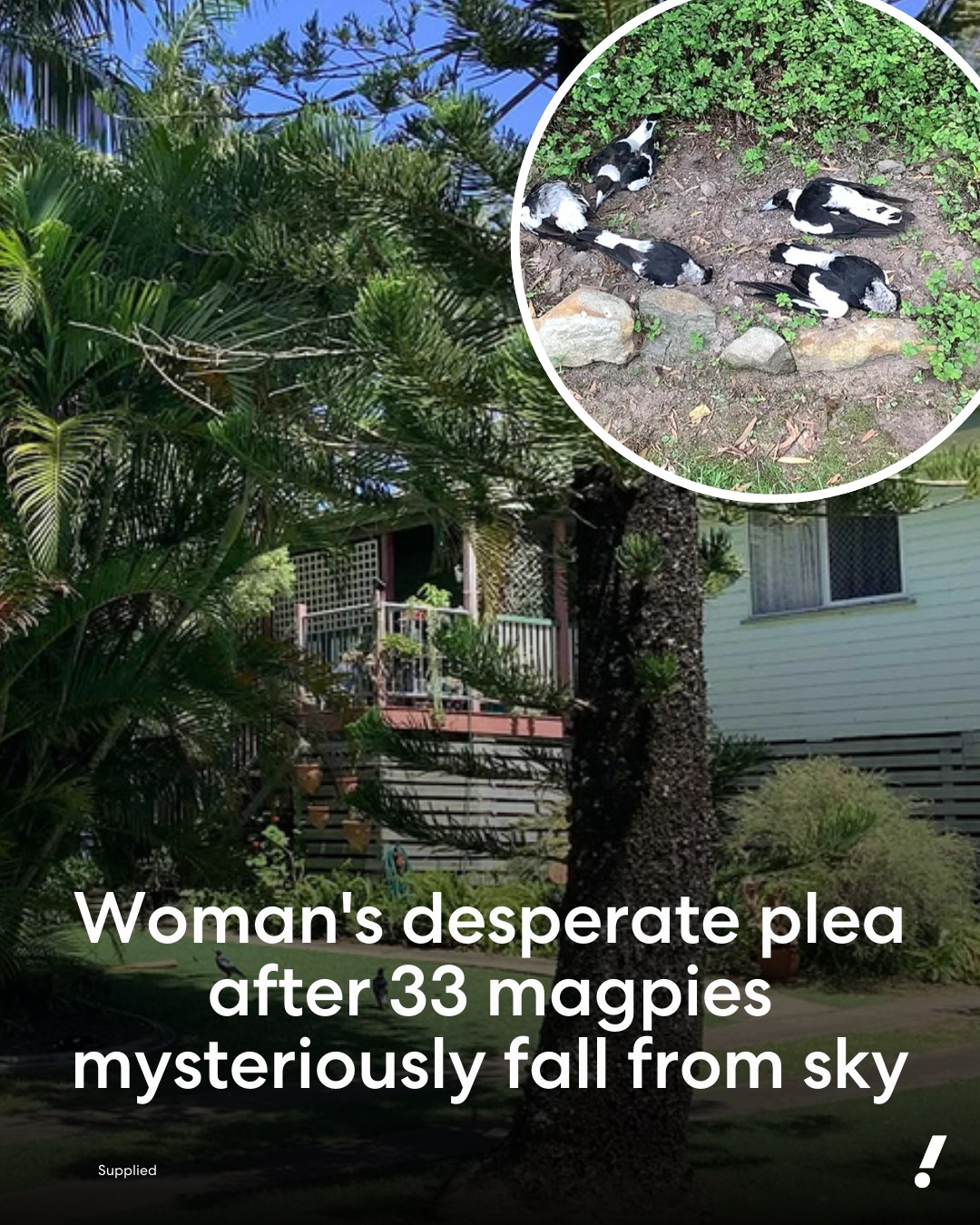 Yahoo - The Queensland resident is now pleading for help as the bizarre ...