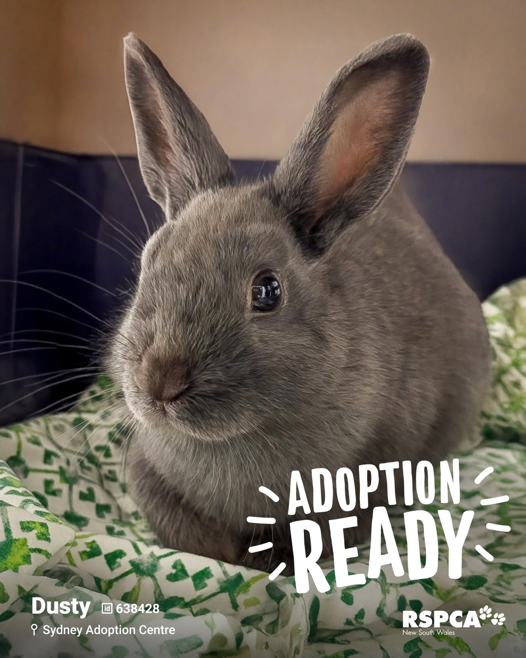 RSPCA NSW - RSPCA NSW added a new photo.