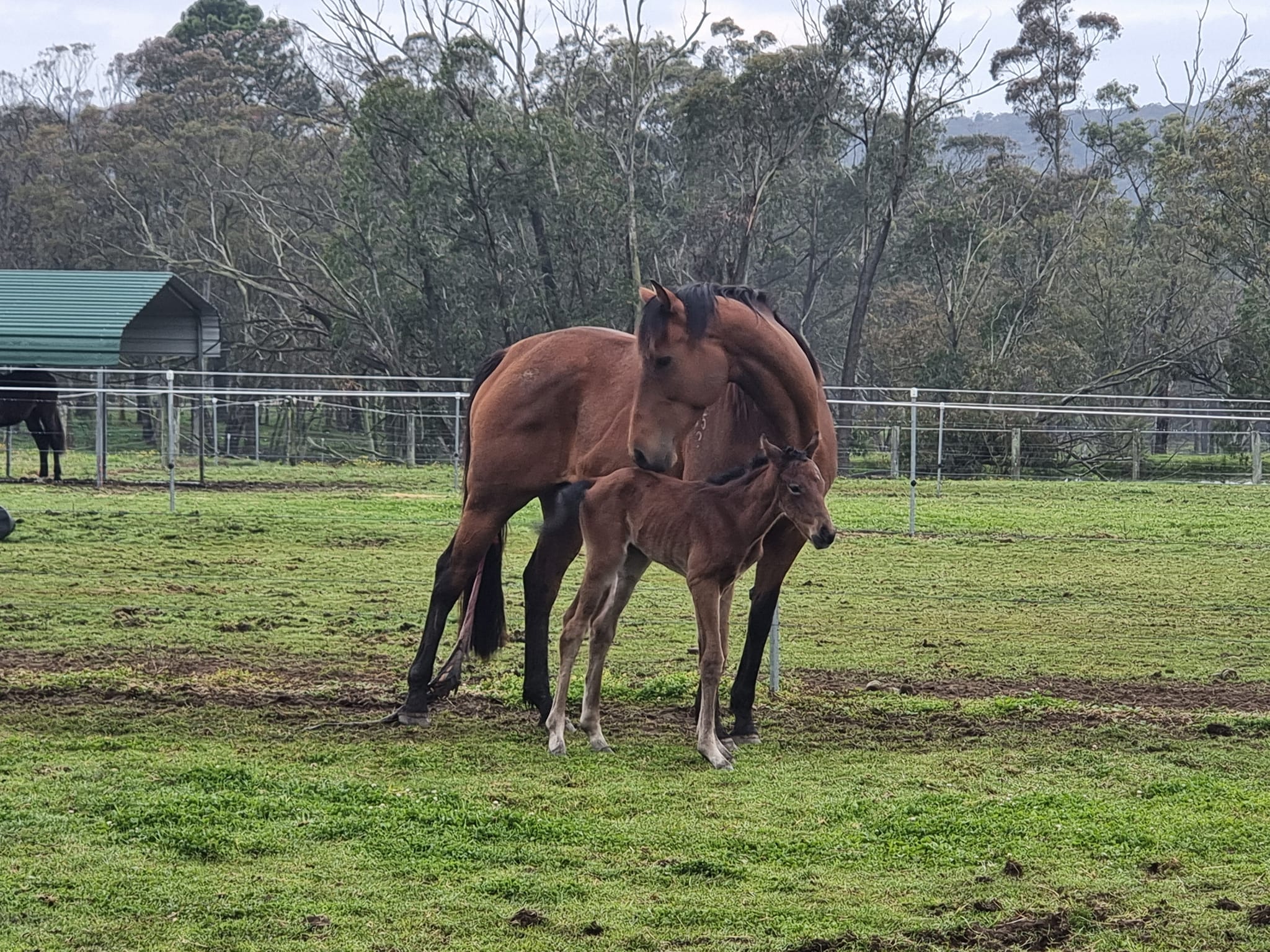 The Ridge Equestrian | Peats Ridge NSW