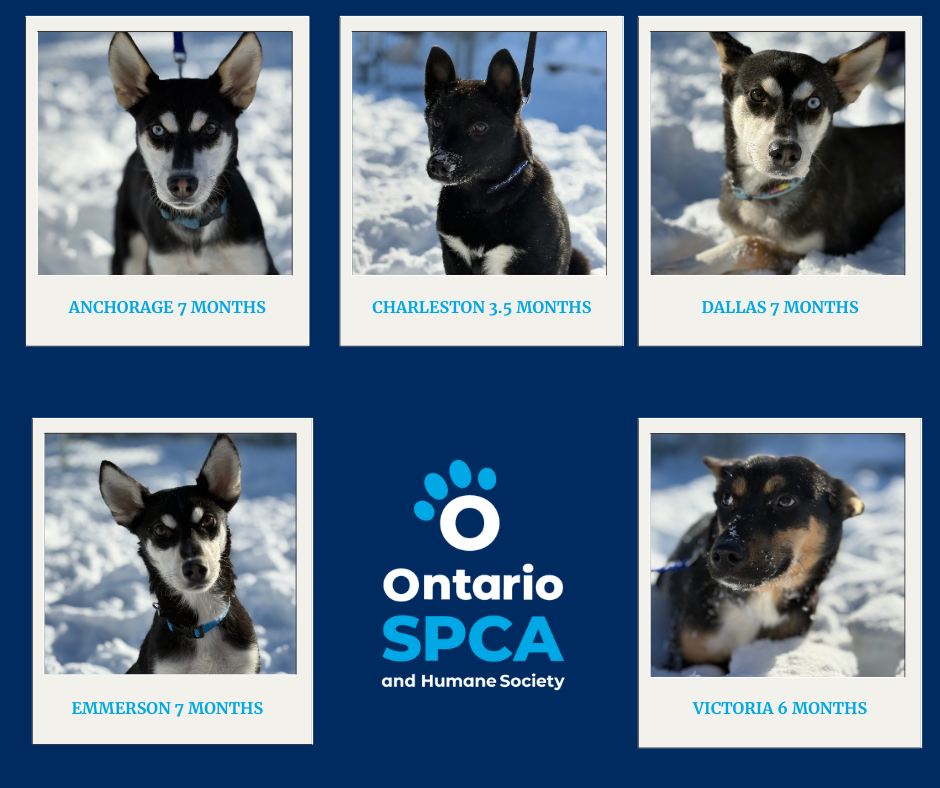🐶 PUPPY... - Ontario SPCA Leeds and Grenville Animal Centre | Facebook