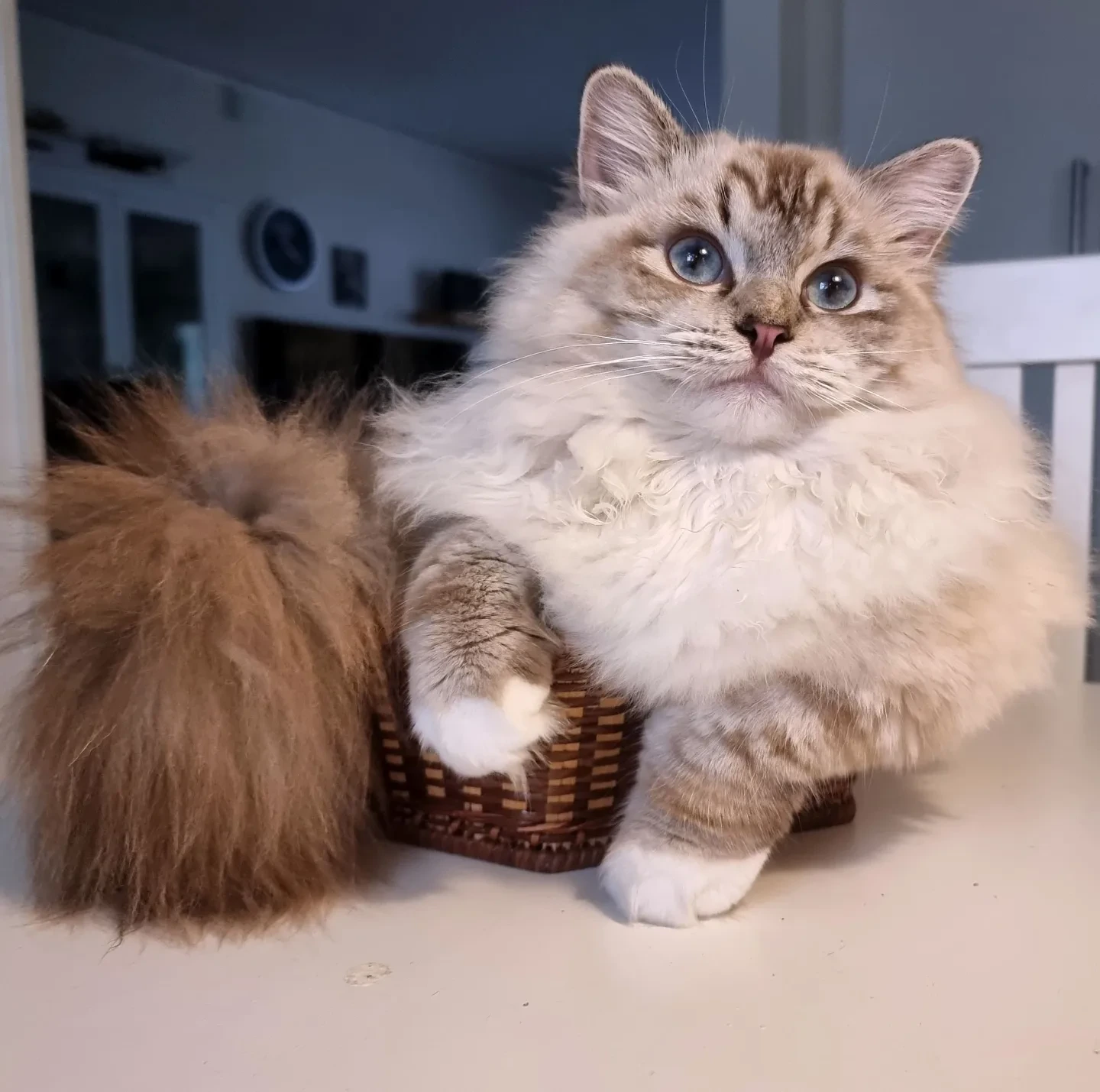 lilla-is-it-a-cat-whatisit-isitbroken-isitacat-crazycatpic