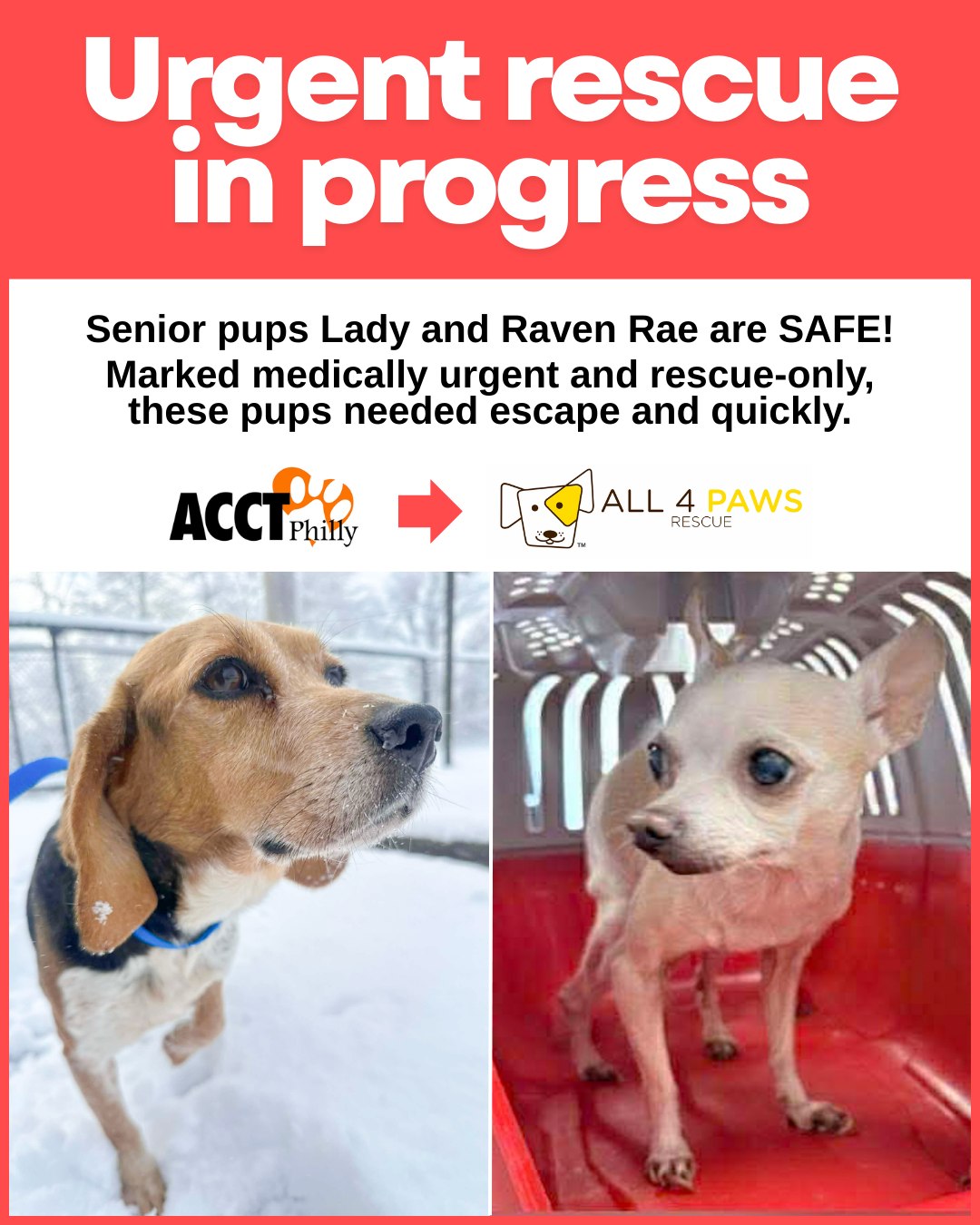 All 4 Paws Rescue added a new photo. - All 4 Paws Rescue