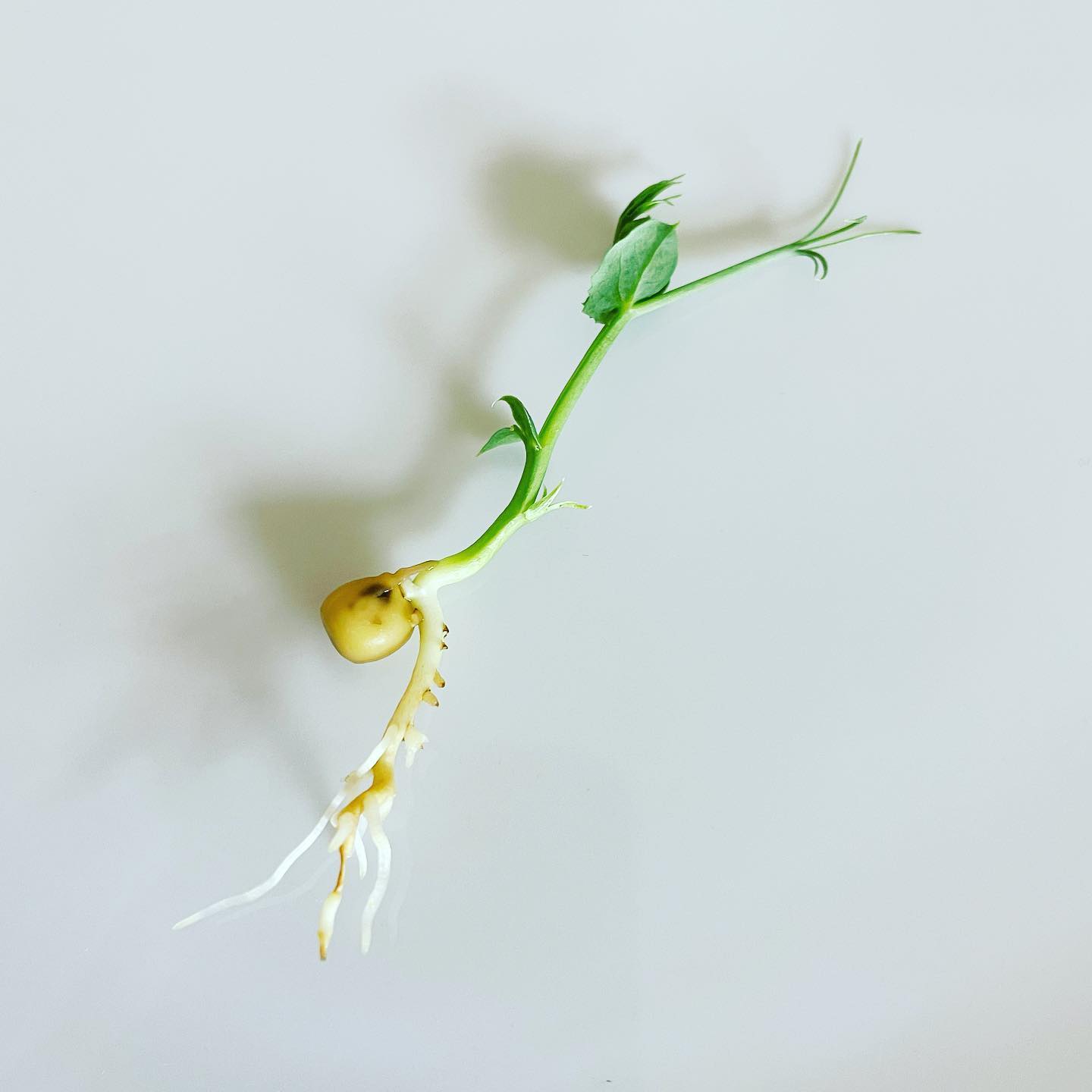 Seed Microgreens - Pea Shoots 🌱 The perfect example of zero waste in ...