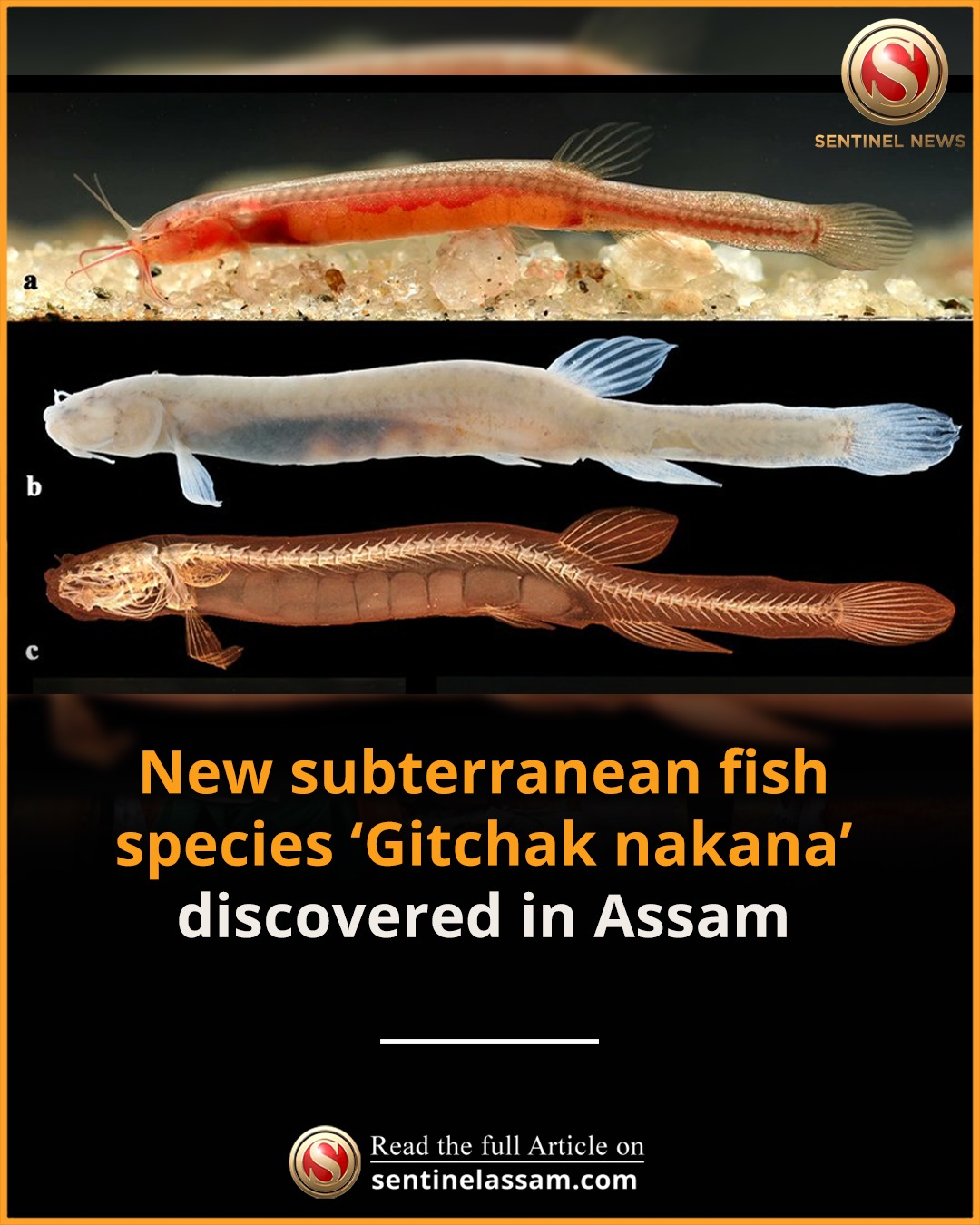The Sentinel - Scientists have discovered a new genus and species of ...