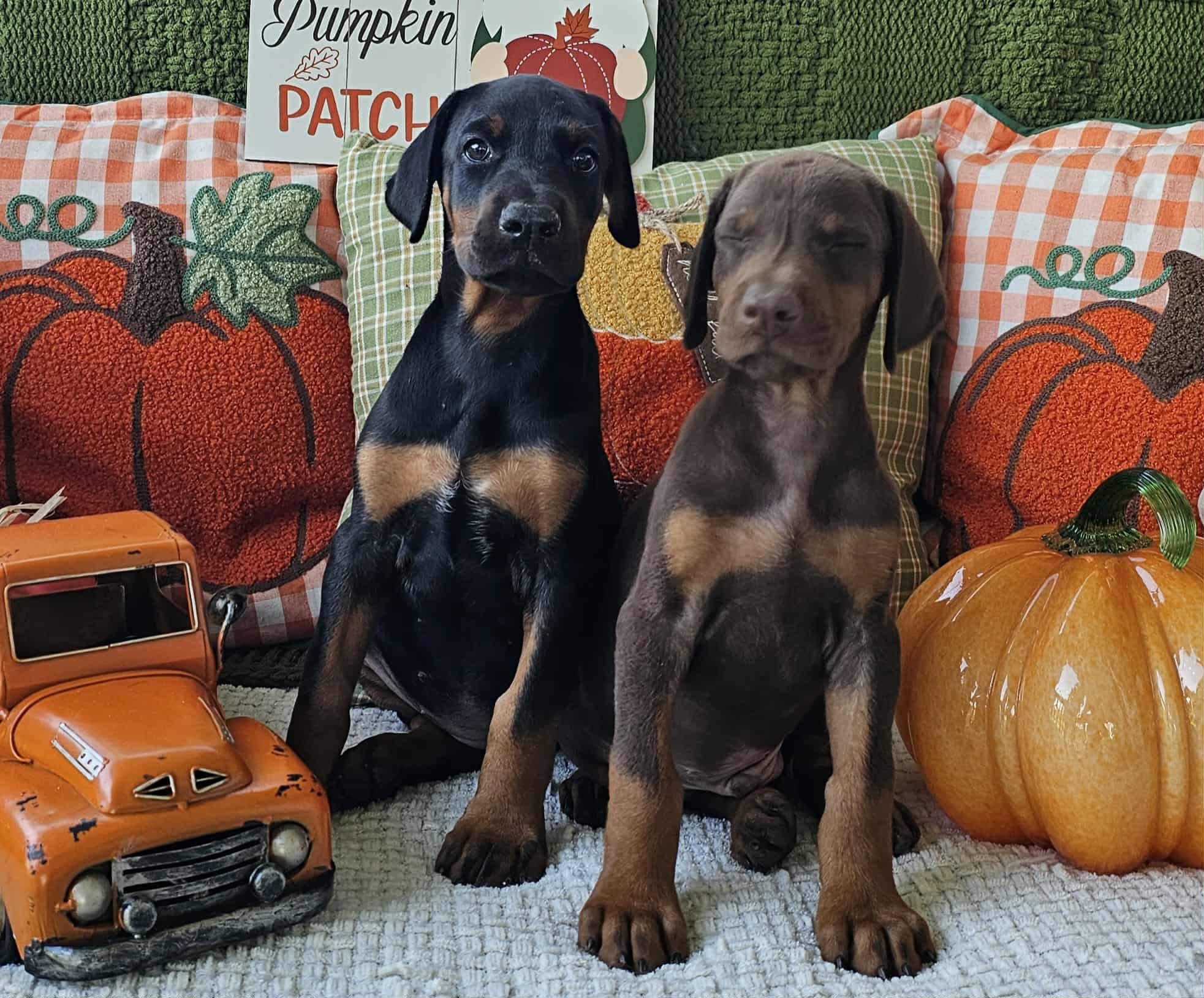 Dual Stack Dobermans & Min Pins