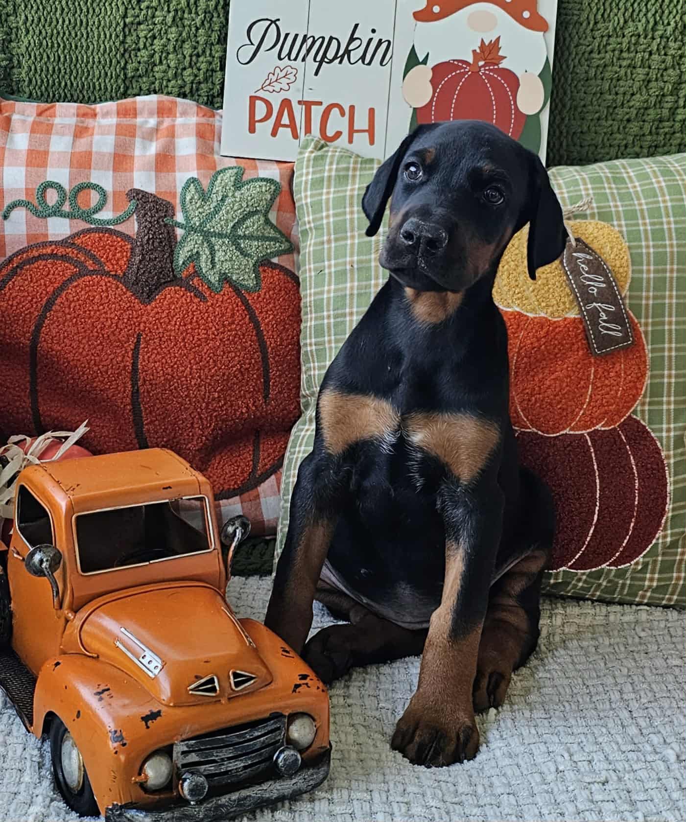 Dual Stack Dobermans & Min Pins