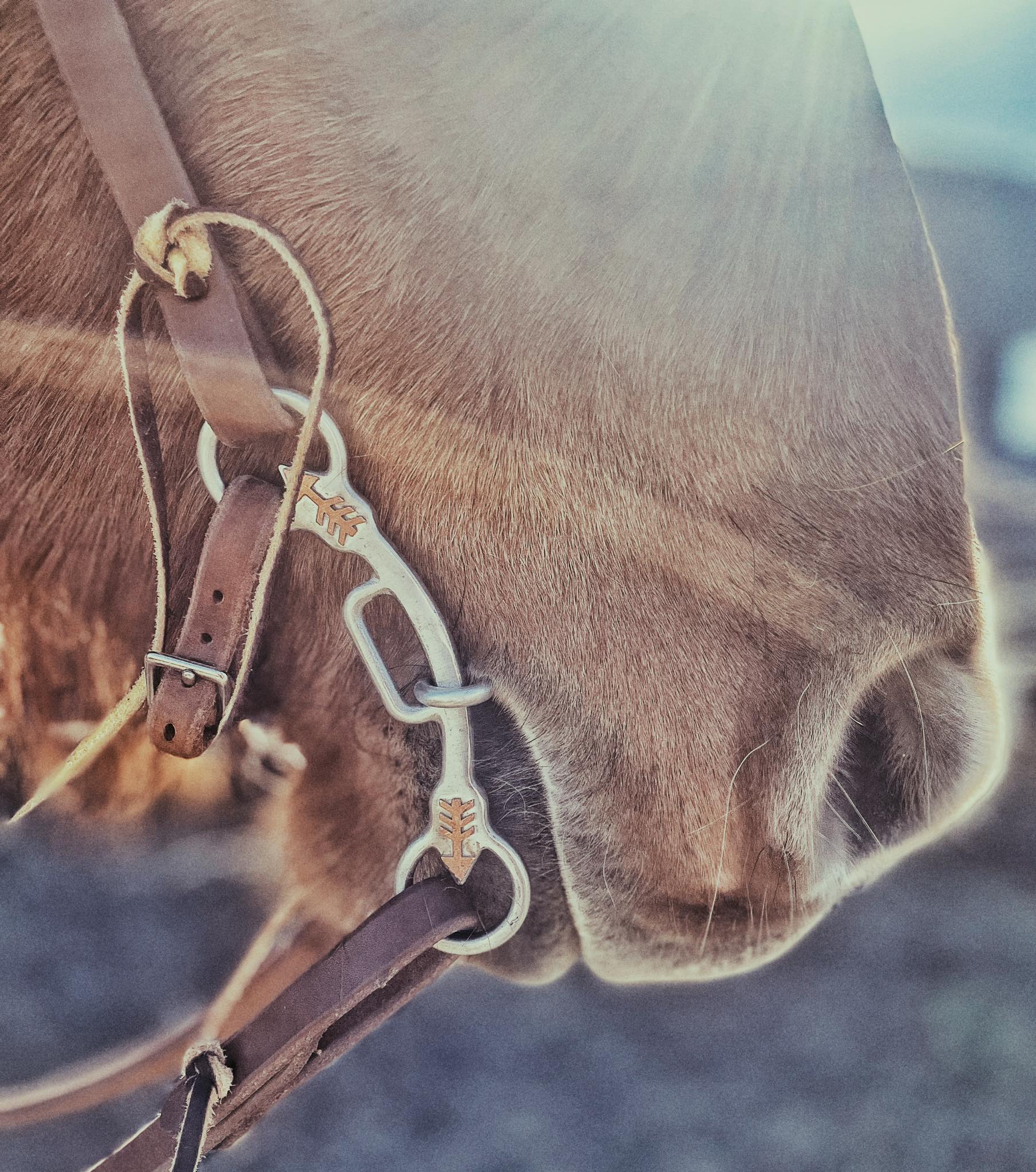 Arrow N Ranch | Wheatland MO