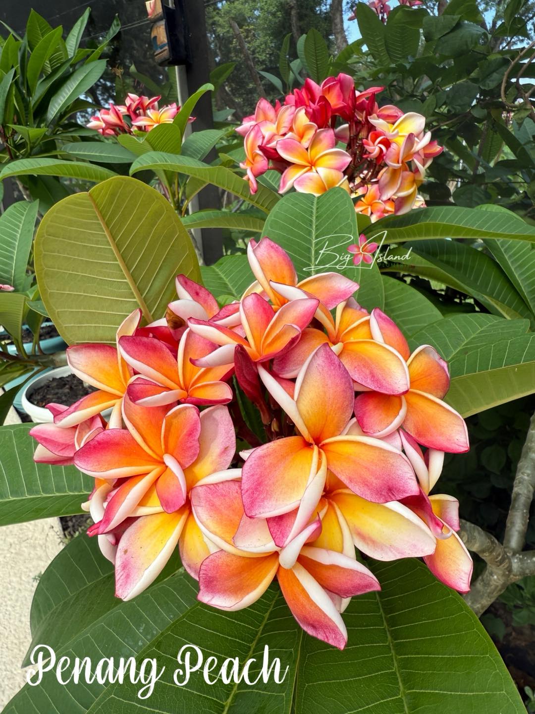 Penang Peach #plumeria #hawaii