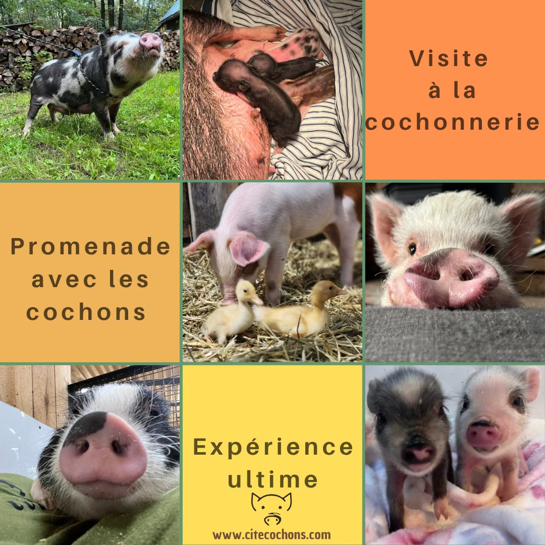 Cendrier Décoratif ROCCO Le Cochon - "Le Tabac Est Une Cochonnerie" - 8 Cm - Neuf