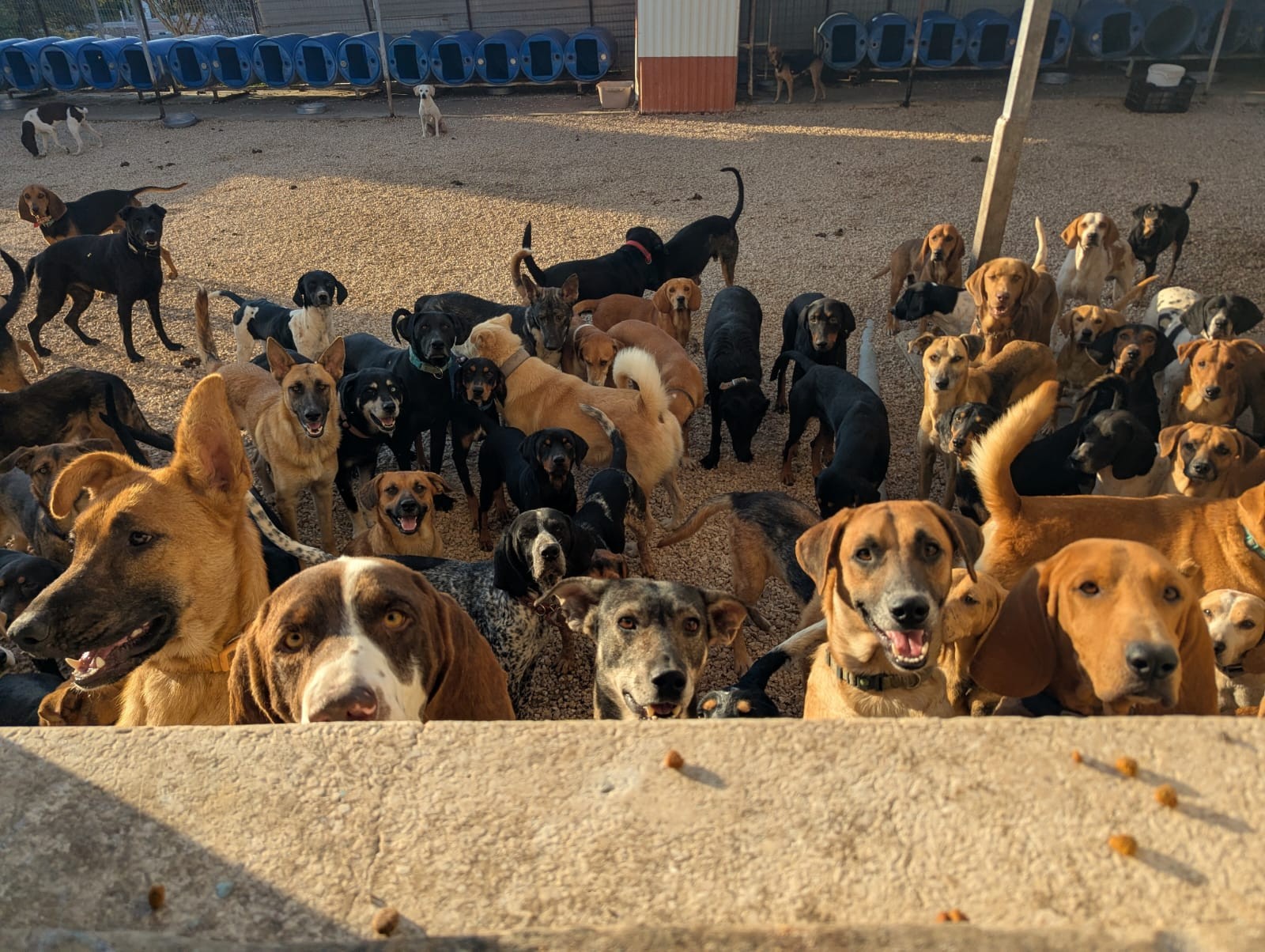 Animal Rescue Cyprus Reg.No.4420 | Paphos