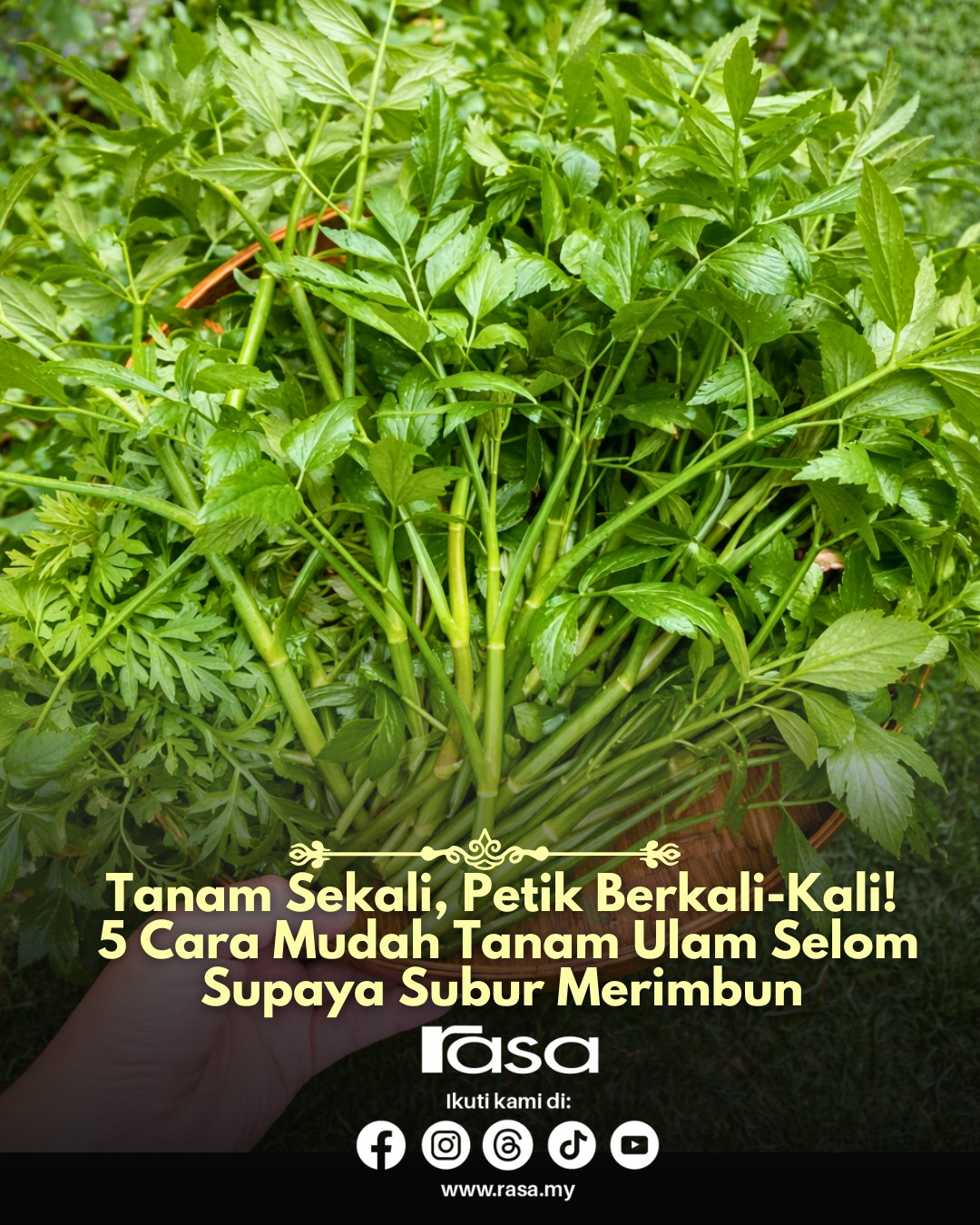 Rasa - Selom ni bukan je sedap, tapi juga mudah ditanam. Dengan cara ...