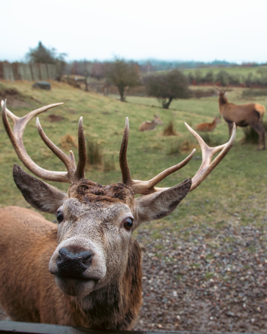 Highland - First Red Deer Calf born 25th May and a few more have popped ...