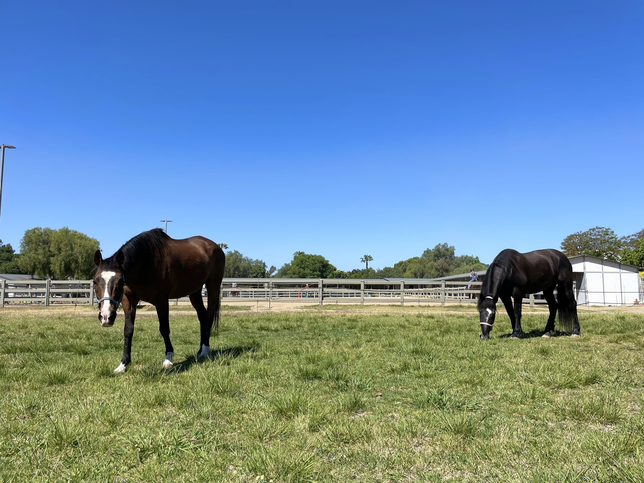 Ivey Ranch Park Association | Oceanside CA