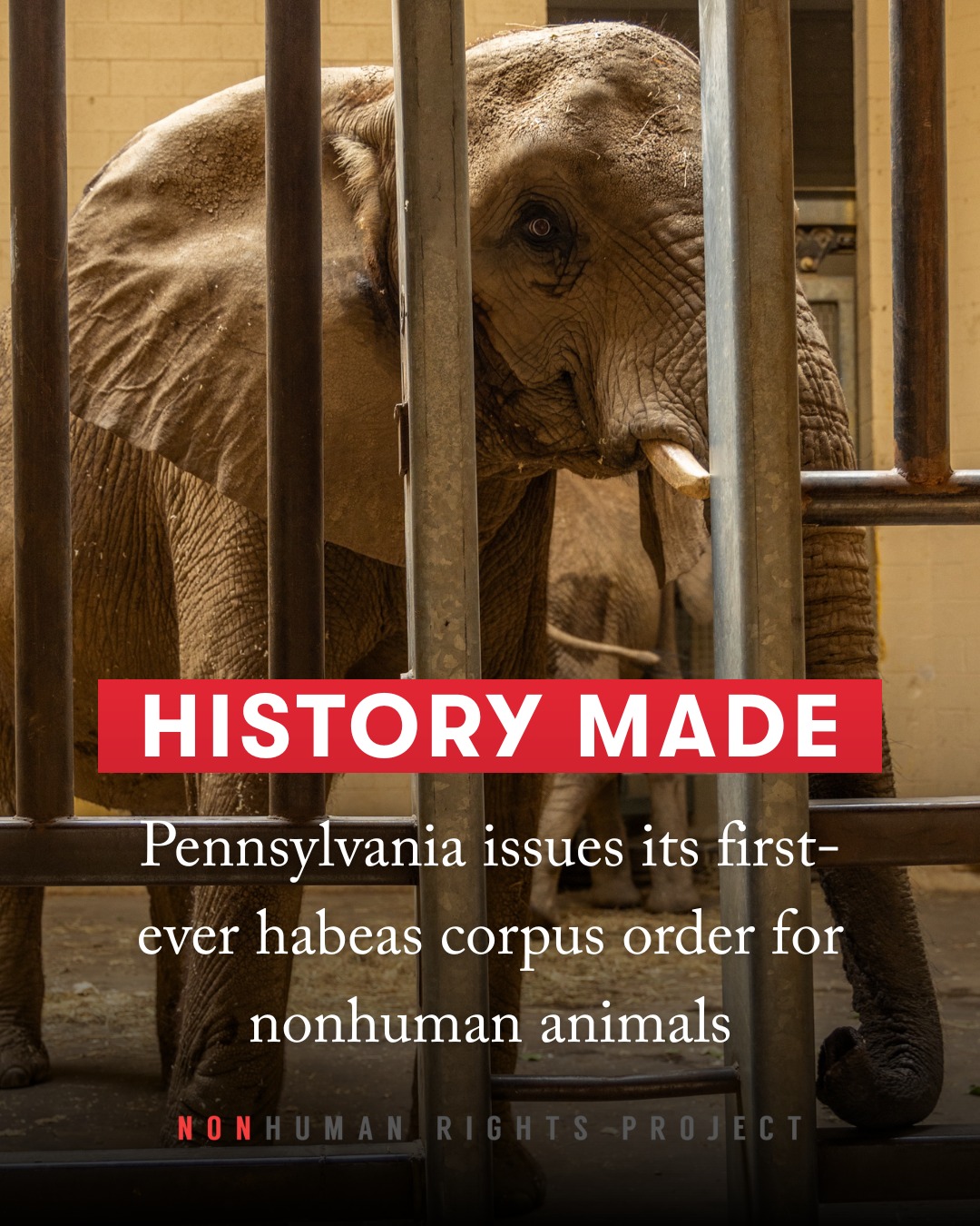 Nonhuman Rights Project | Washington D.C. DC