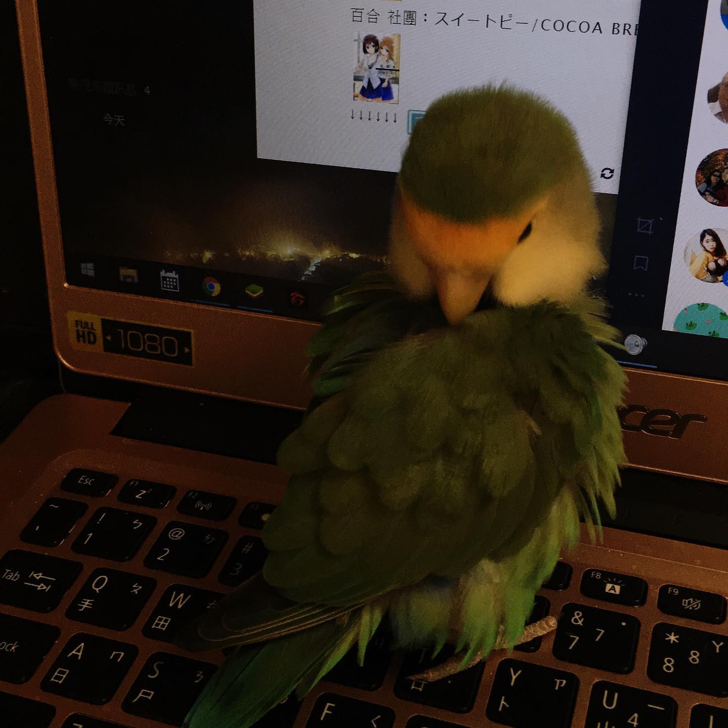 鸚狐鳥事 不管白天晚上 這裡最舒服 來理毛讓自己帥帥再來睡吧 然後不知道哪裡不對還是跳到我的手腕上睡覺了 鸚鵡 鸚鵡小綠 小綠 鸚狐日常 愛睏 理毛 ㄉㄨˋㄍㄨˉ 可愛い 可愛 碎紙 インコ インコ部 いんこ いんこ部 こざくらいんこ