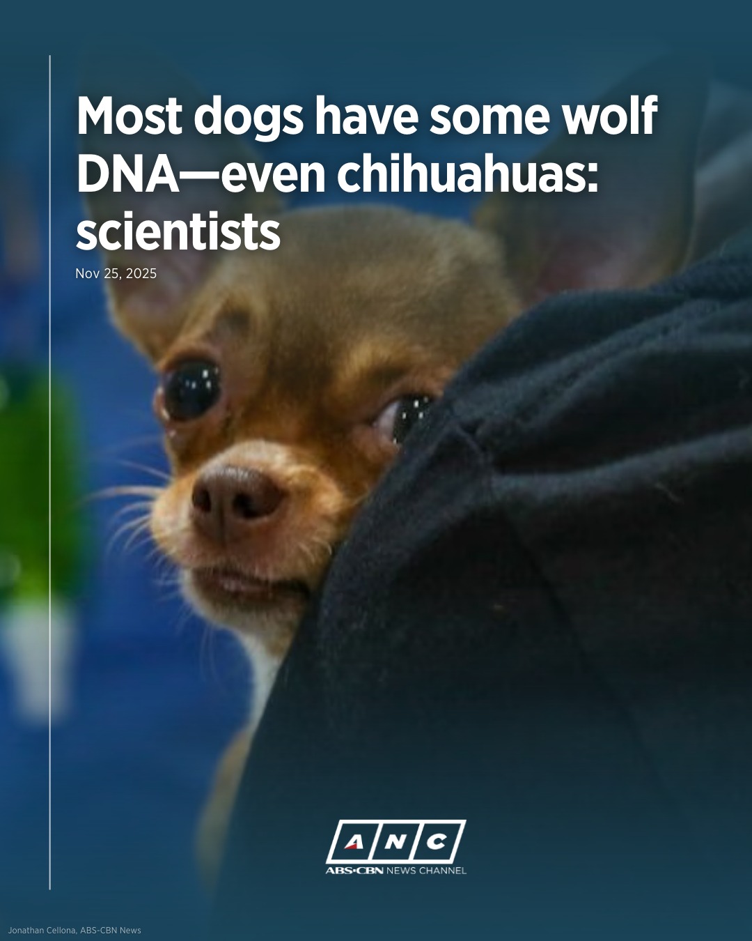 ANC 24/7 - WOOF WOOF! US scientists have discovered that... | Facebook