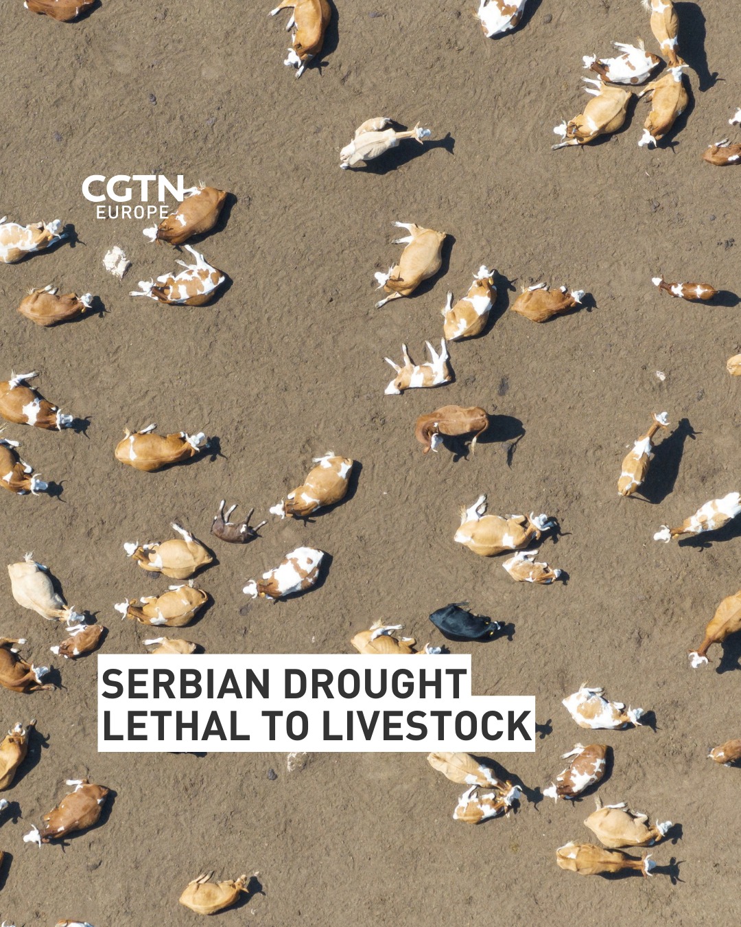 CGTNEurope - A prolonged drought and sweltering heat are taking their ...