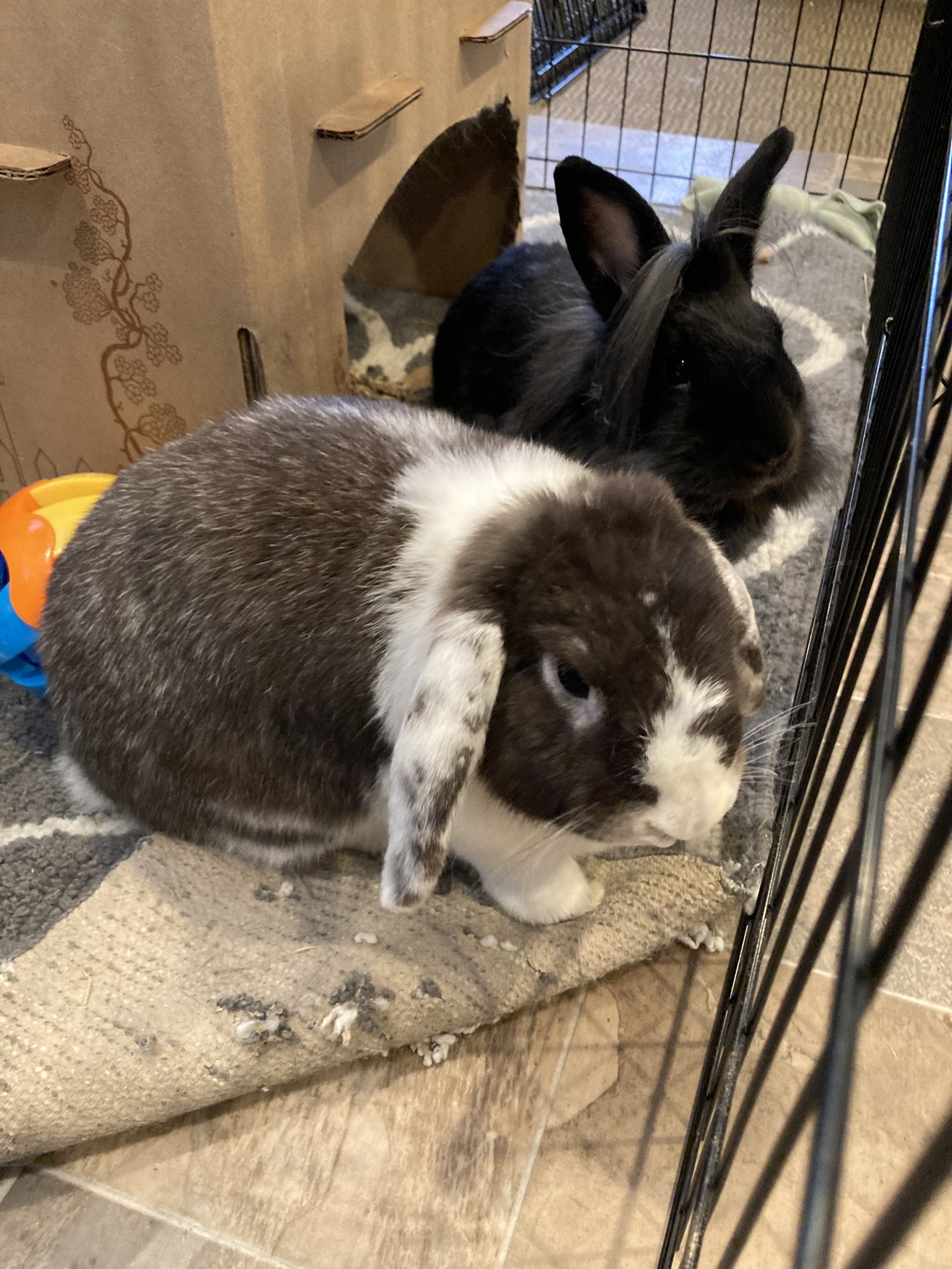 Ohio House Rabbit Rescue added... - Ohio House Rabbit Rescue