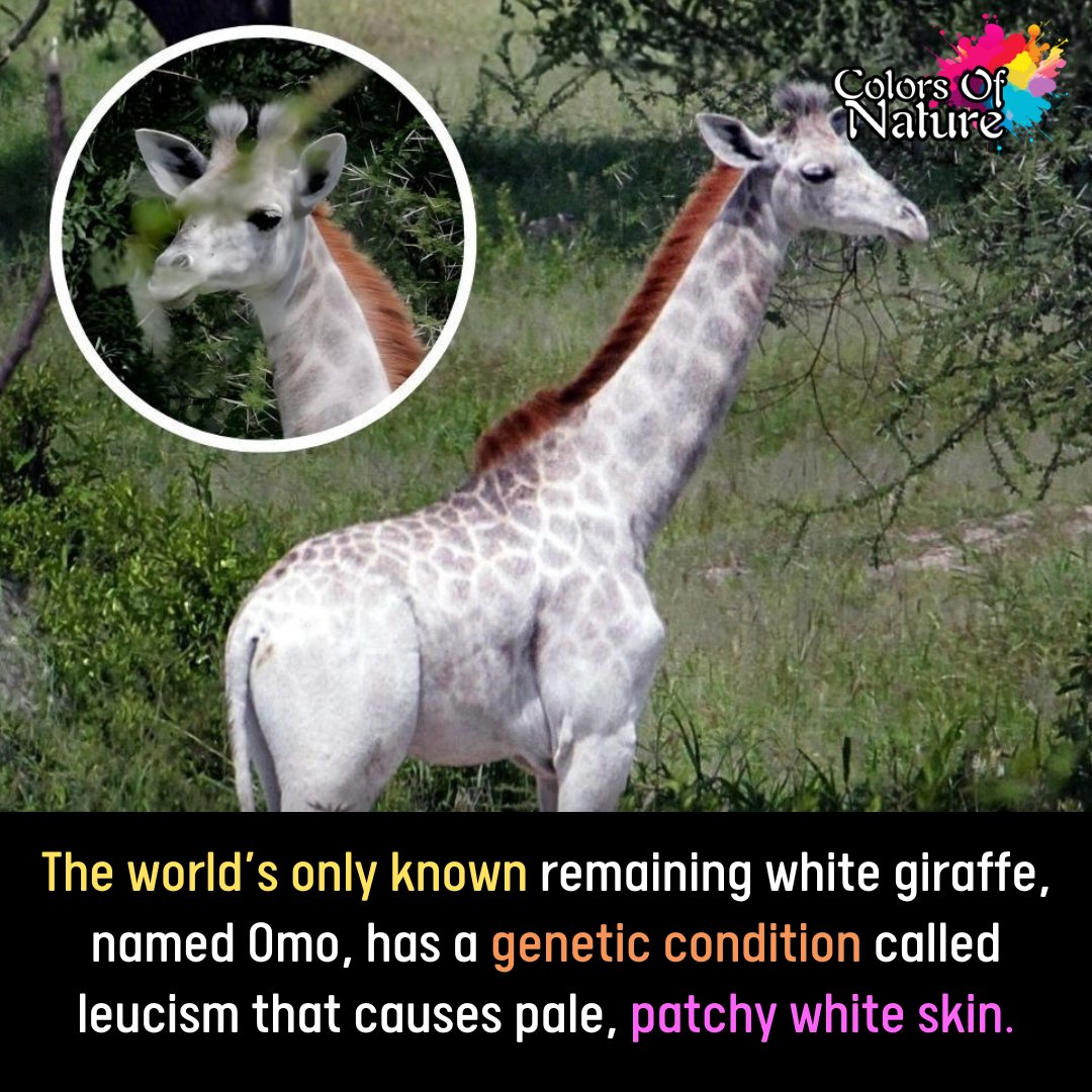 Colors - Omo is a very special giraffe. He is called the world’s only ...