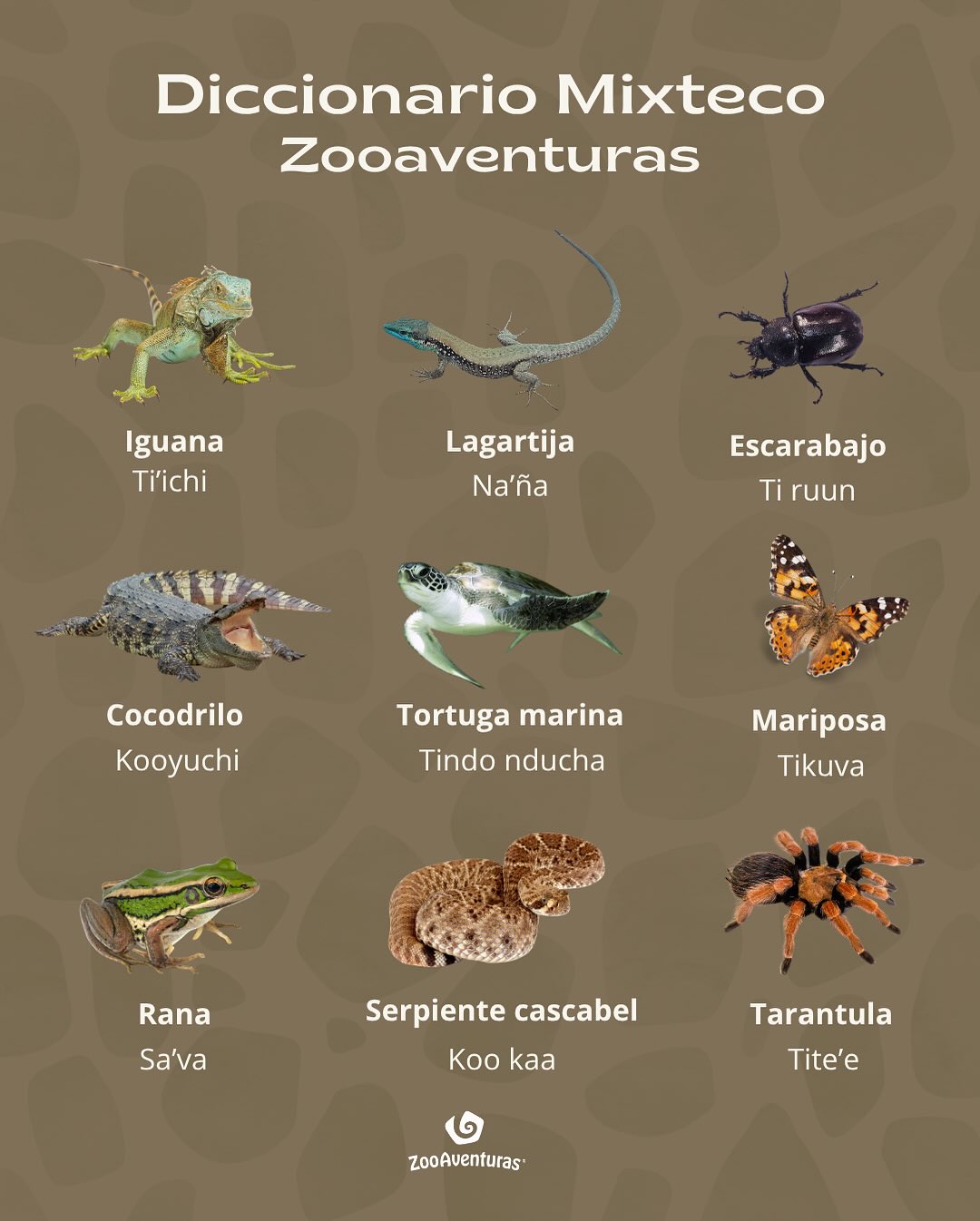 Zoo Aventuras | Miguel Hidalgo