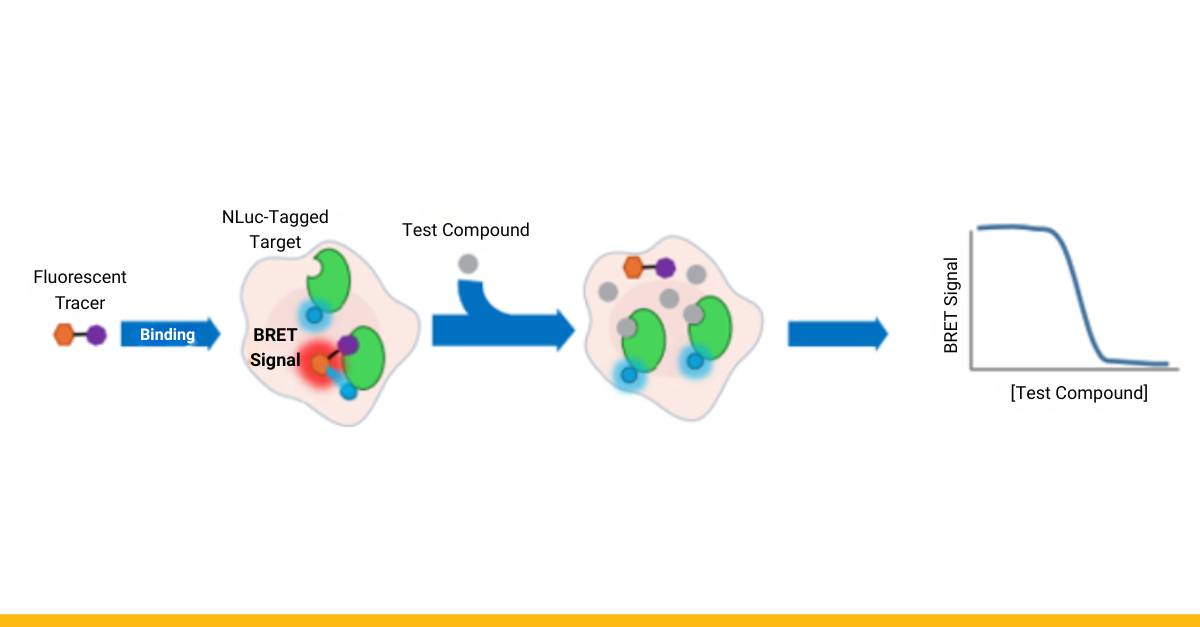 Promega - How well do you really know your drug’s target? Tivantinib ...