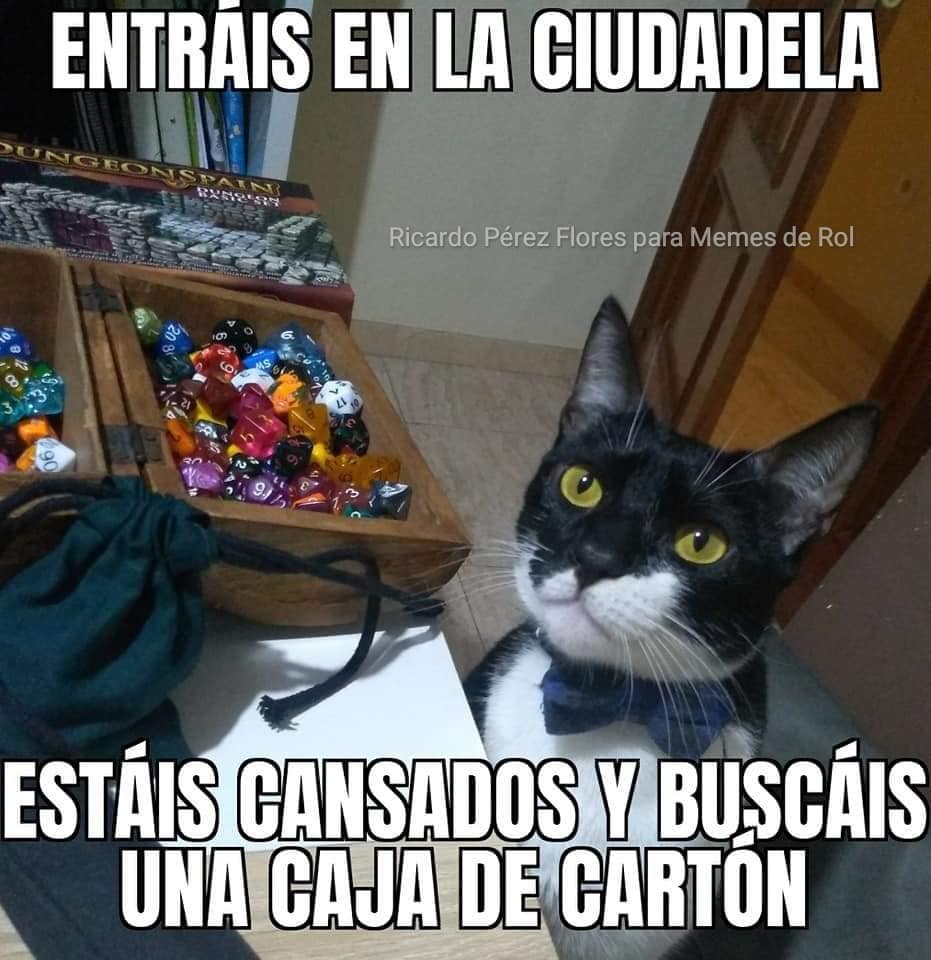Memes de Rol - En Memes de Rol hemos adoptado este gato....