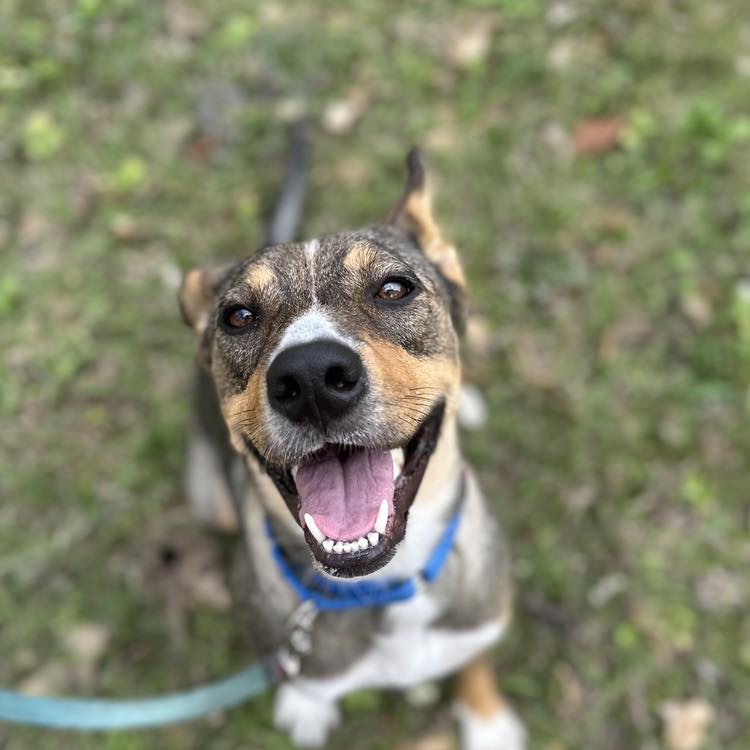 Meet Kenya Forty-five pounds of... - Sandy Paws Rescue Inc. | Facebook