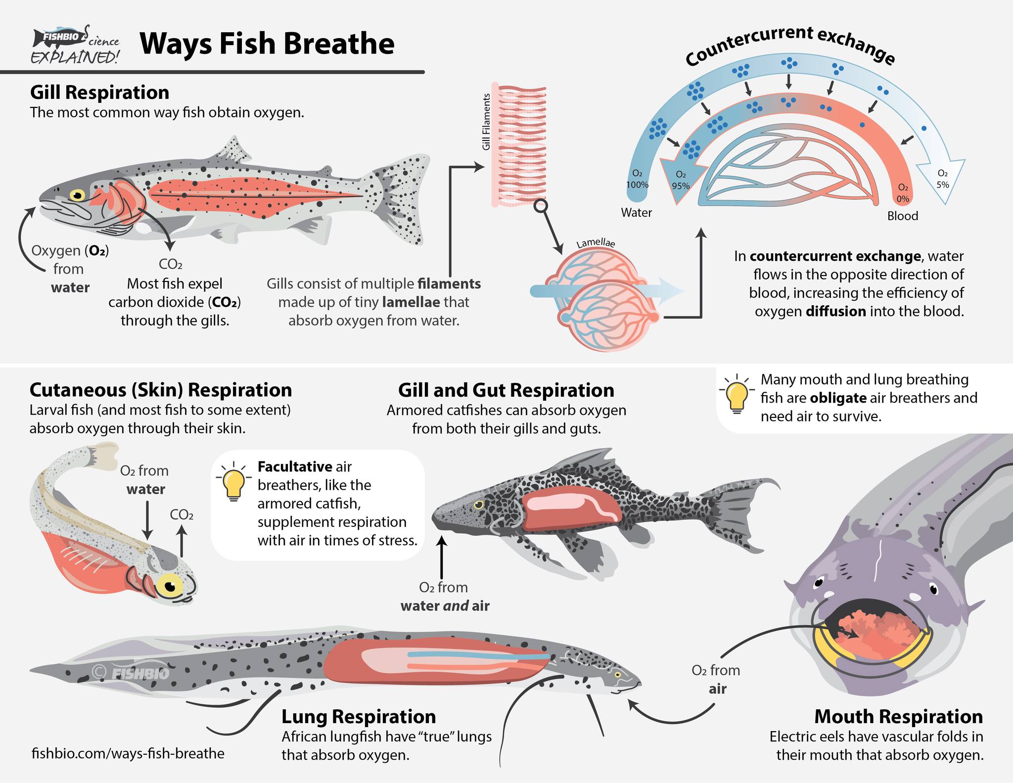 FISHBIO | Oakdale CA