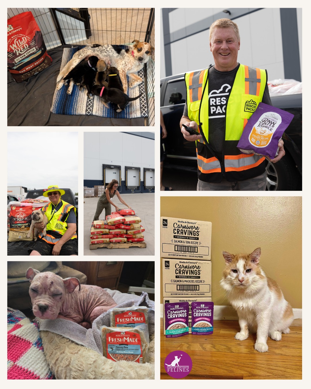 This Giving Tuesday, we’re honored to... - Stella & Chewy's | Facebook