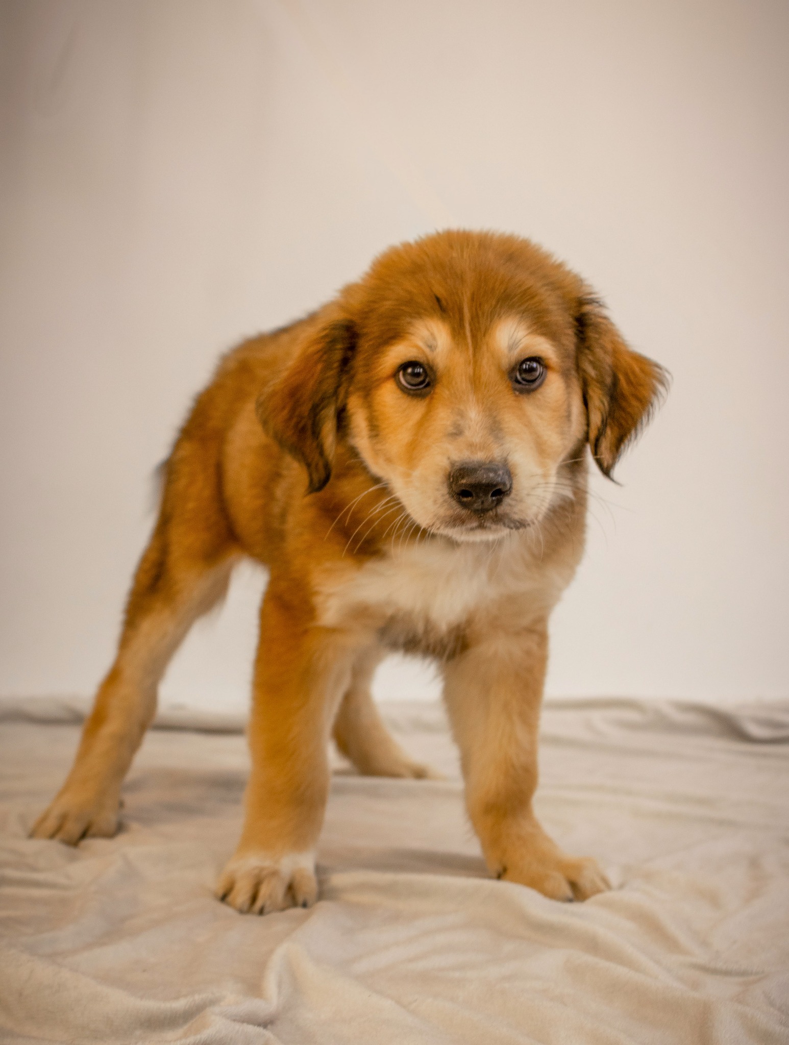 Ruff - Clifford - in a foster to adopt home | Facebook