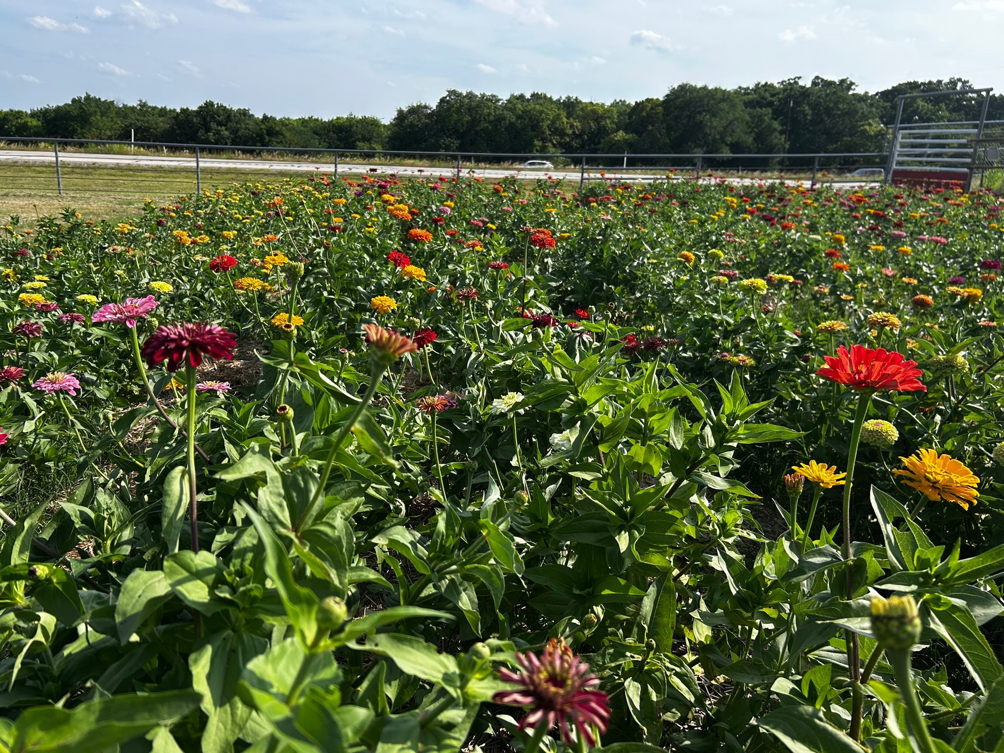 380 Farm Stand | Decatur TX