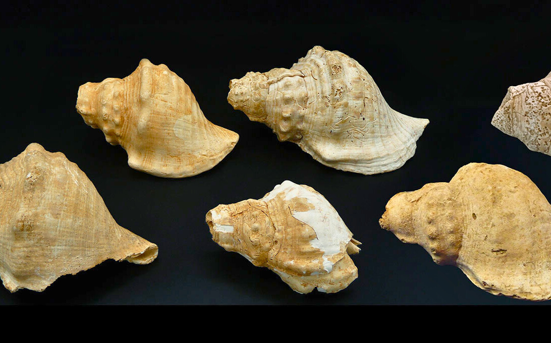 Archaeology - Conch shells unearthed at Neolithic sites in Spain may ...