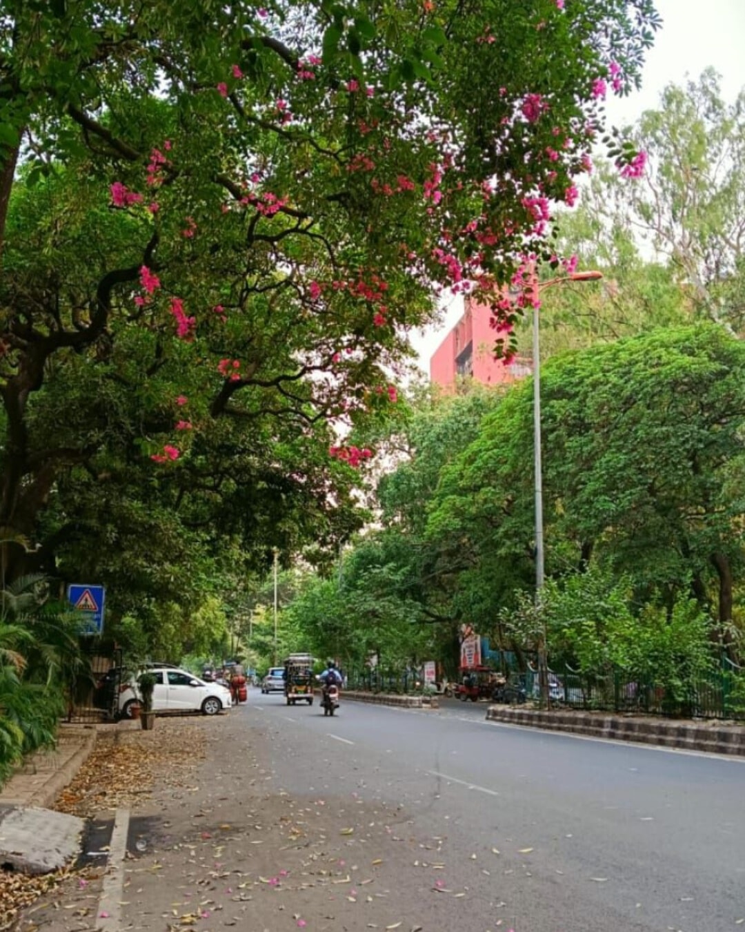 بوابة الهند - 🌿🌸 شارع بانداركار (Bhandarkar Road) – بونا... | Facebook